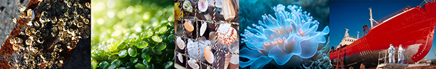 Marine Anti-Fouling (Cruise Ships) Marine Anti-Fouling (Cruise Ships)